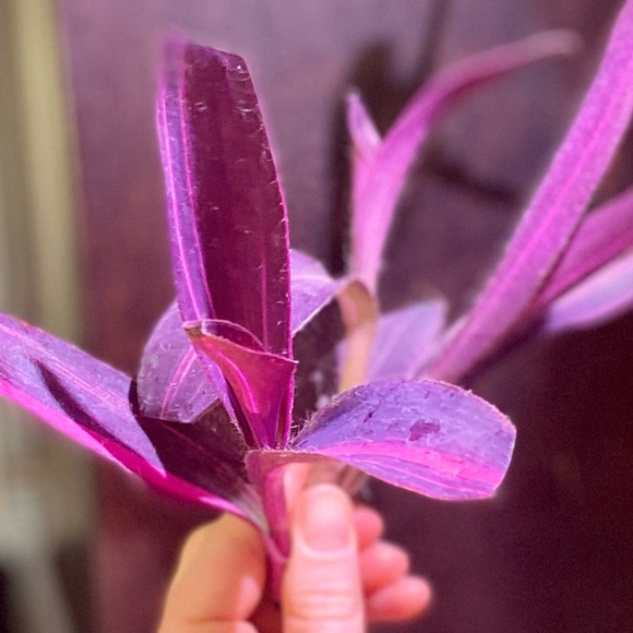 (3) Rare tradescantia variegated pallida ‘pink stripe’ cuttings - Picture 2 of 12